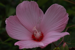花の精