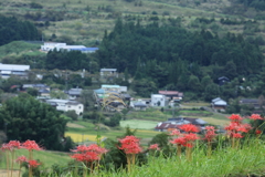 彼岸花越しの里山