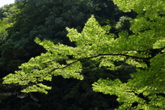 新緑を味わう