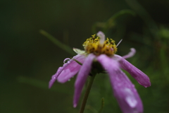 雨の日に見つけたもの⑤