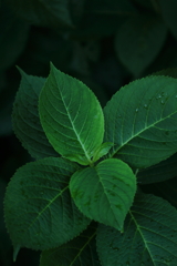 紫陽葉