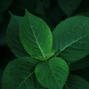 紫陽葉
