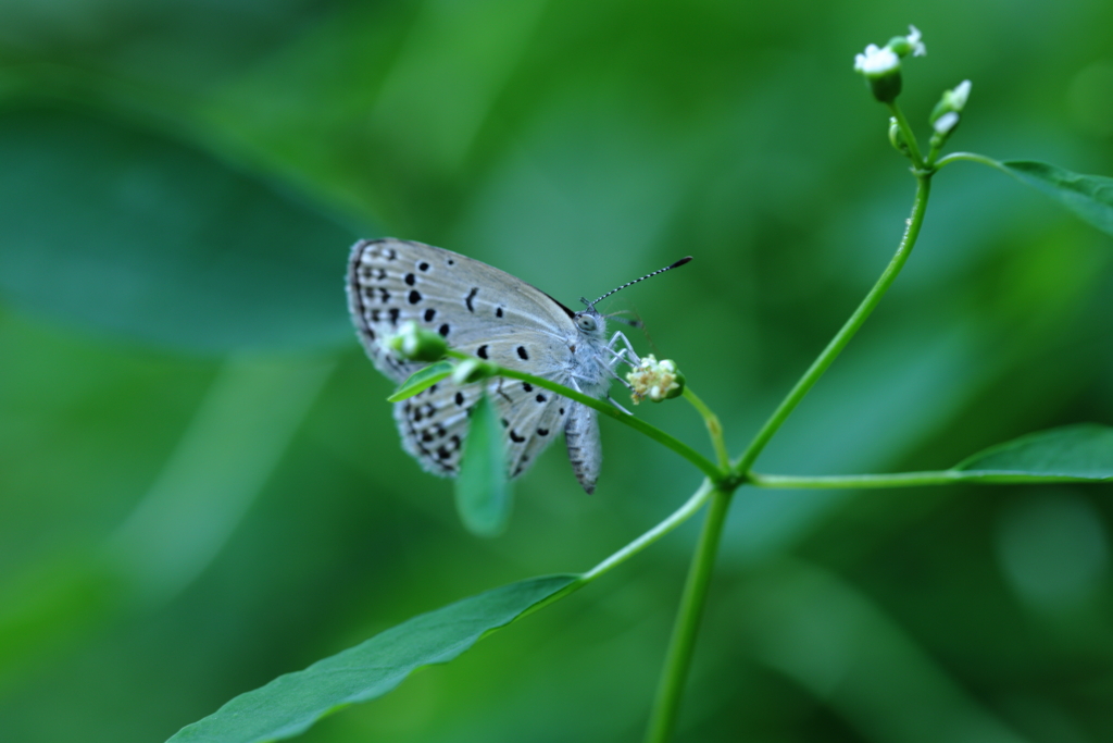 ちっちゃな花がお似合いです