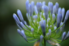 水色の花②