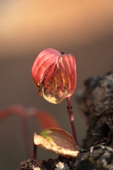 朱
