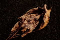 落ち葉