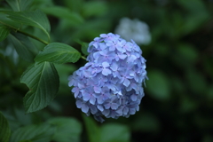 梅雨の花②