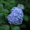 梅雨の花②