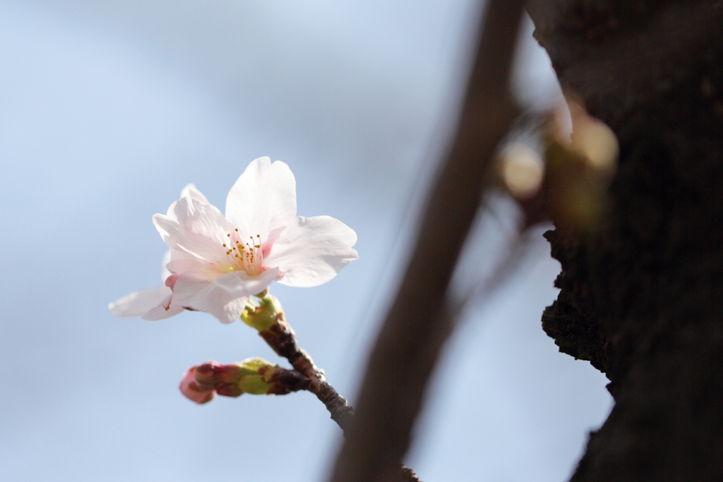 初花の初々しさ②