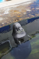 おたる水族館へ行ってきた③