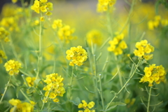 菜の花の輝き