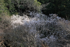 春の日差しの中で②