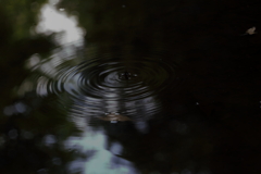 水たまり②