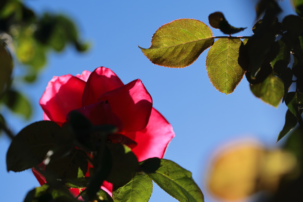 たそがれの記憶