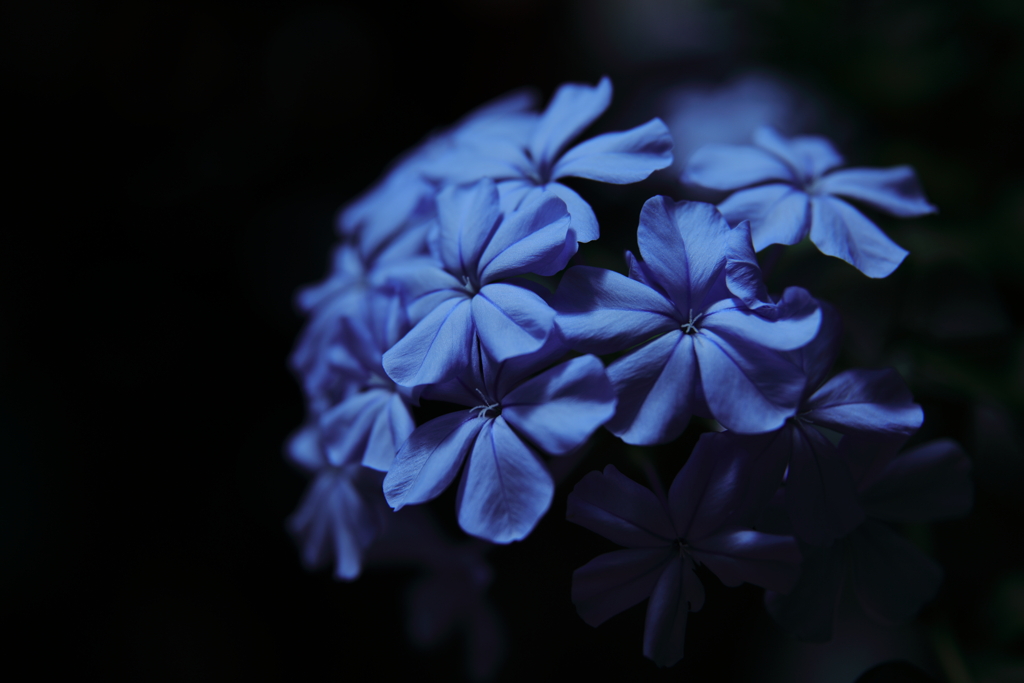 瑠璃色の花と言えば