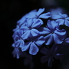 瑠璃色の花と言えば