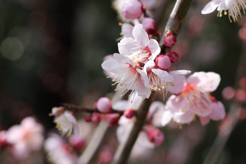 ３月になりました①