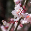 ３月になりました①