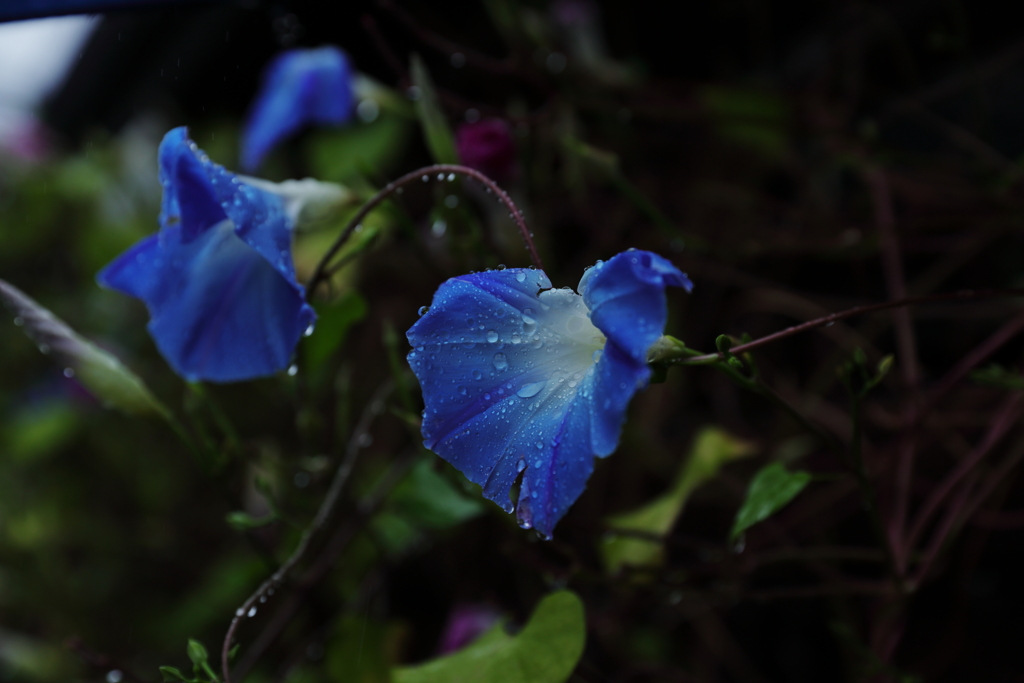 雨の日の青