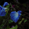 雨の日の青