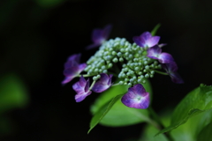 今日は雨①