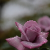 雨々ふれふれ もっとふれ②
