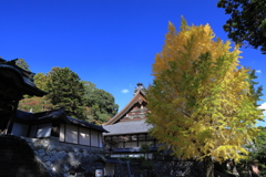 方広寺の大銀杏