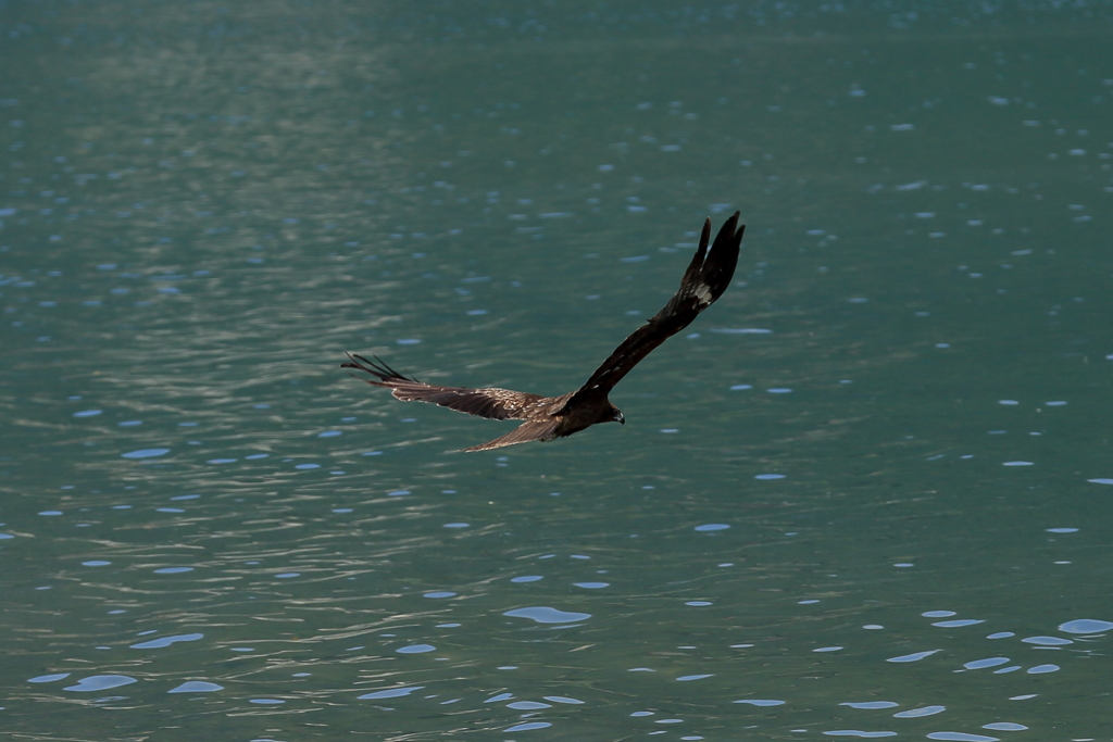 Fly