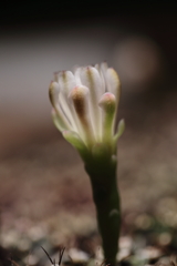 サボテンの花②