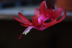 繊細な