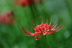 「曼珠沙華」