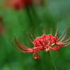「曼珠沙華」