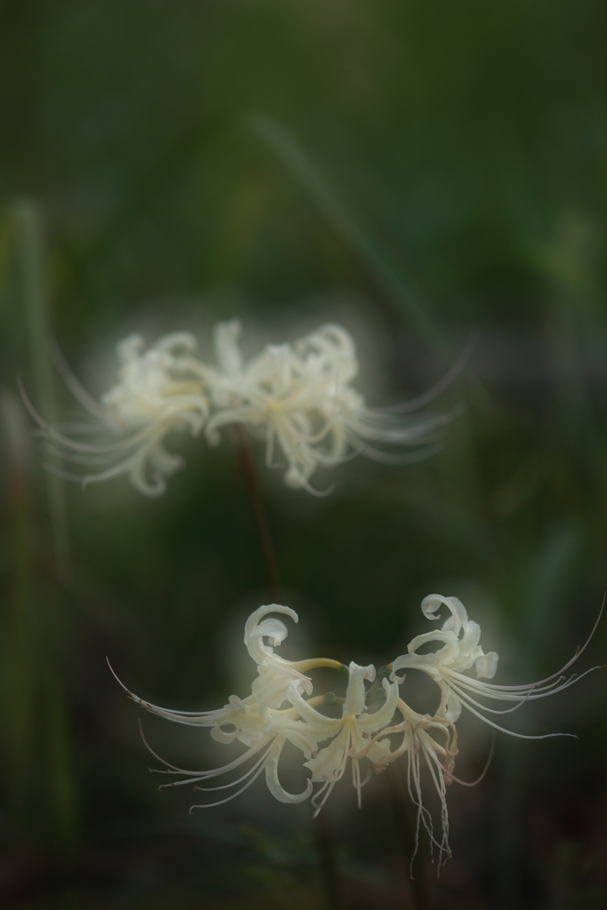 白い彼岸花