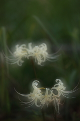 白い彼岸花