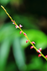 縁起のいいお花　ミズヒキ