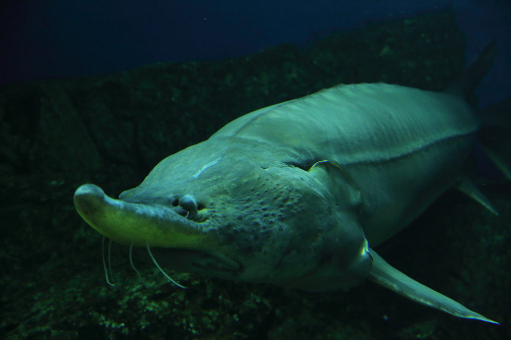 おたる水族館へ行ってきた⑦