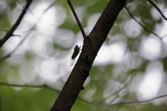 最後のひと鳴き？