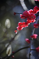 KURENAI