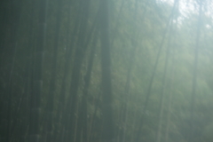 ビニール傘越しの竹薮