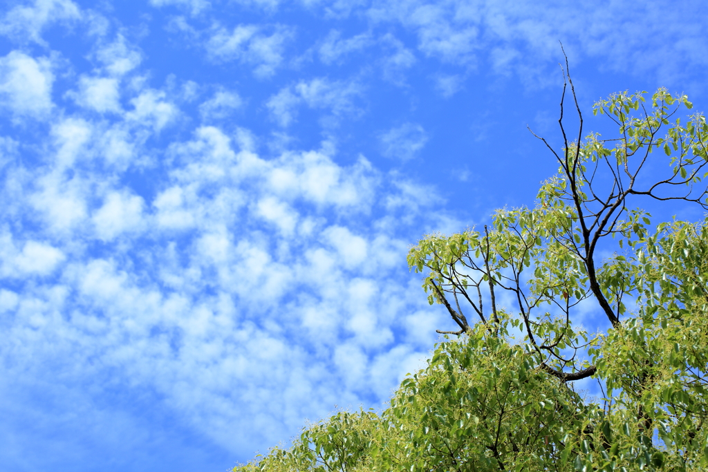 梅雨の晴れ間