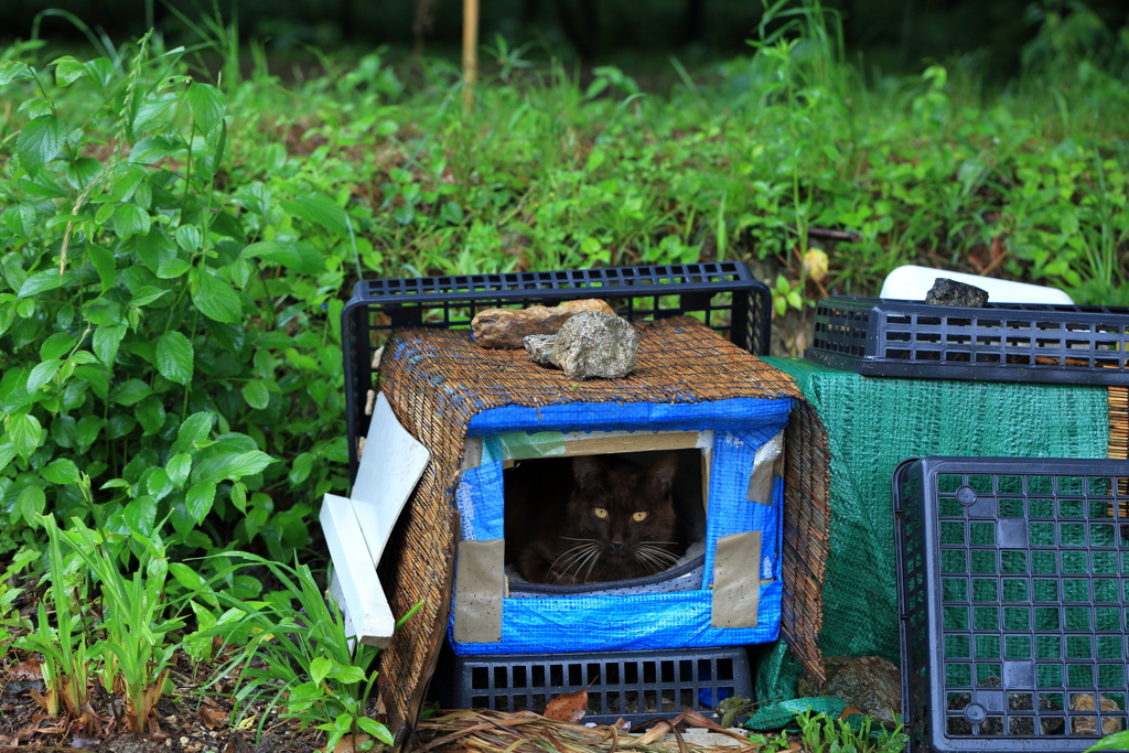 大雨から避難する野良猫②