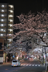 桜冷え②