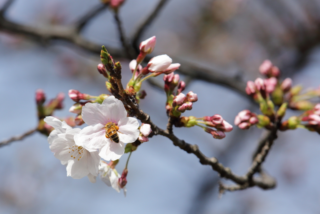 団子を携えて花見ですか？