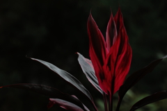 情熱の花②