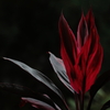 情熱の花②