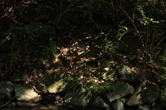 木陰の緑