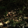 木陰の緑