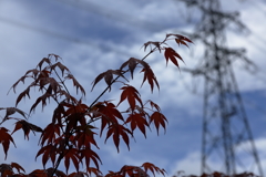 葉末の雫　鉄塔　春日井市都市緑化植物園