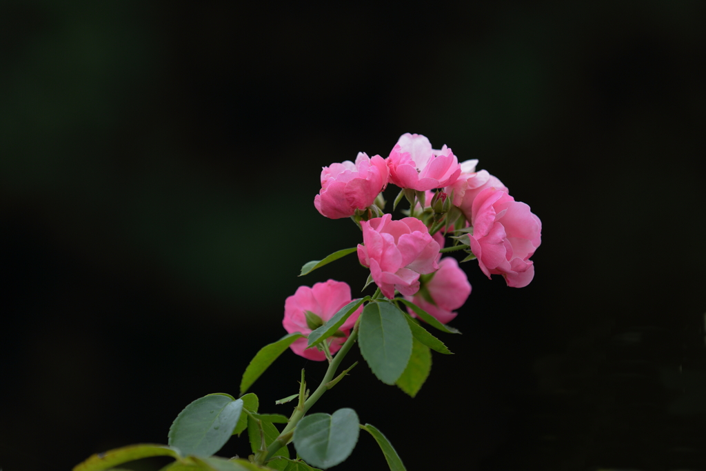 ピンクの花