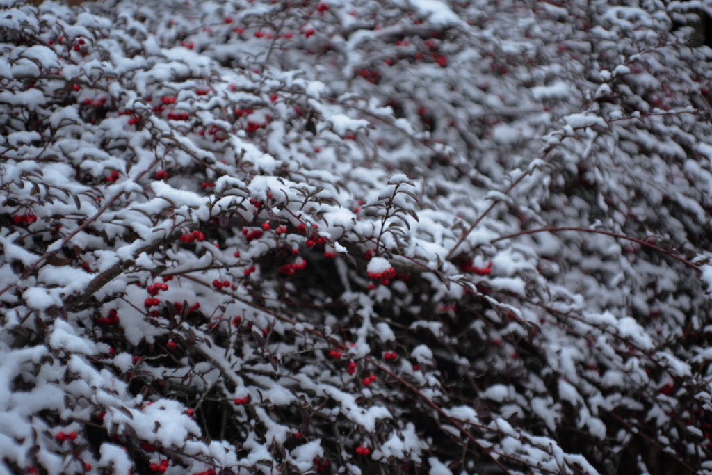 雪の残っているうちに②